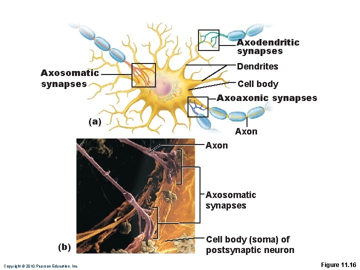 Axodendritic synapses Dendrites Axosomatic synapses Cell body Axoaxonic synapses (a) Axon Axosomatic synapses (b)