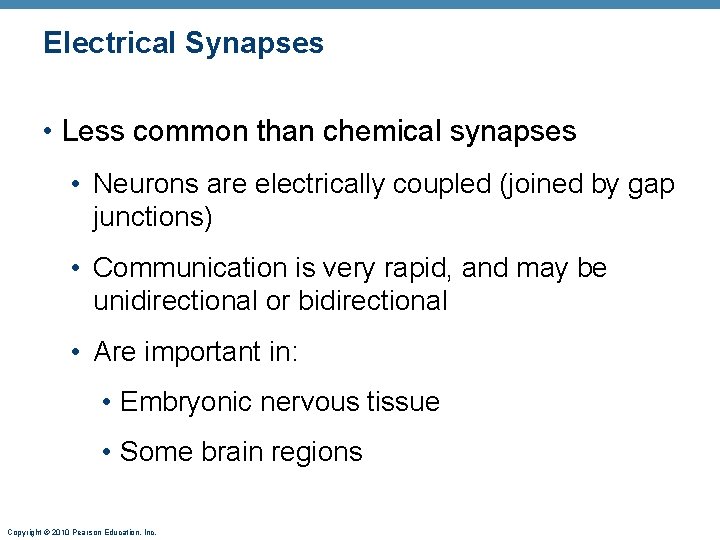 Electrical Synapses • Less common than chemical synapses • Neurons are electrically coupled (joined