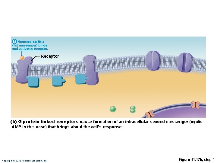 1 Neurotransmitter (1 st messenger) binds and activates receptor. Receptor (b) G-protein linked receptors
