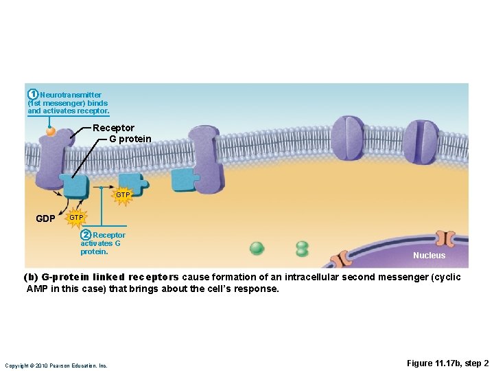 1 Neurotransmitter (1 st messenger) binds and activates receptor. Receptor G protein GTP GDP