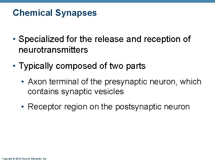 Chemical Synapses • Specialized for the release and reception of neurotransmitters • Typically composed