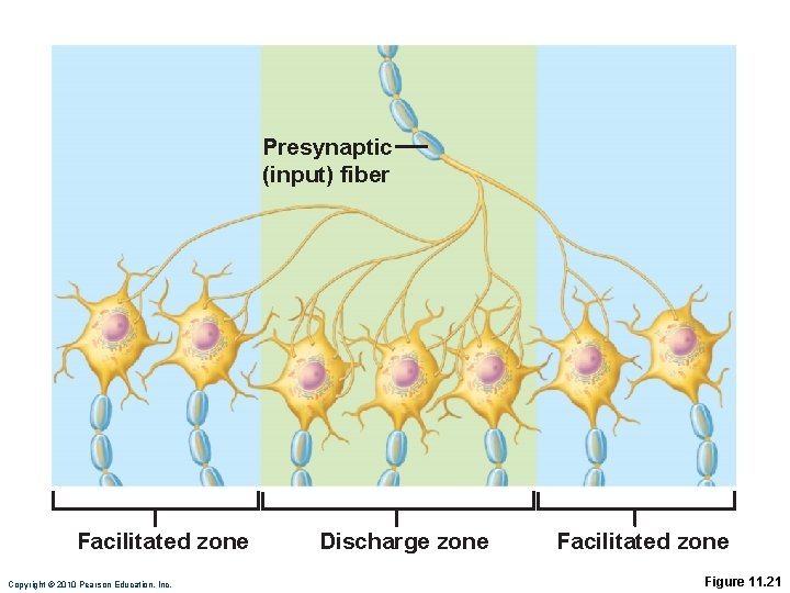 Presynaptic (input) fiber Facilitated zone Copyright © 2010 Pearson Education, Inc. Discharge zone Facilitated
