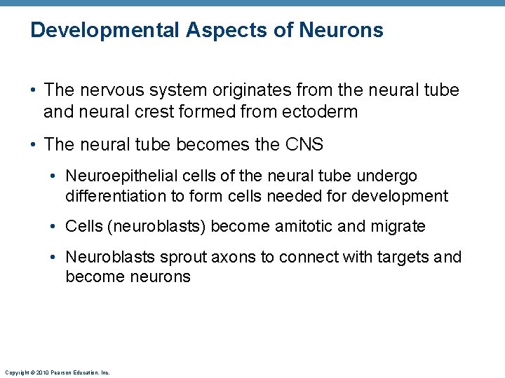 Developmental Aspects of Neurons • The nervous system originates from the neural tube and