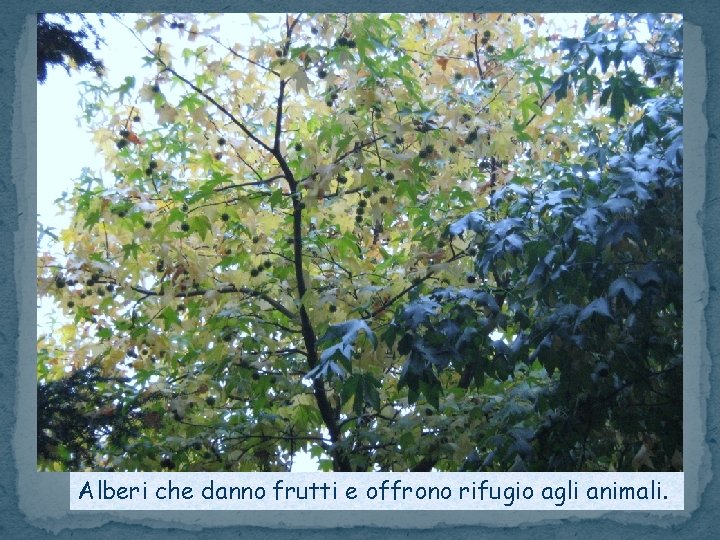 Alberi che danno frutti e offrono rifugio agli animali. 