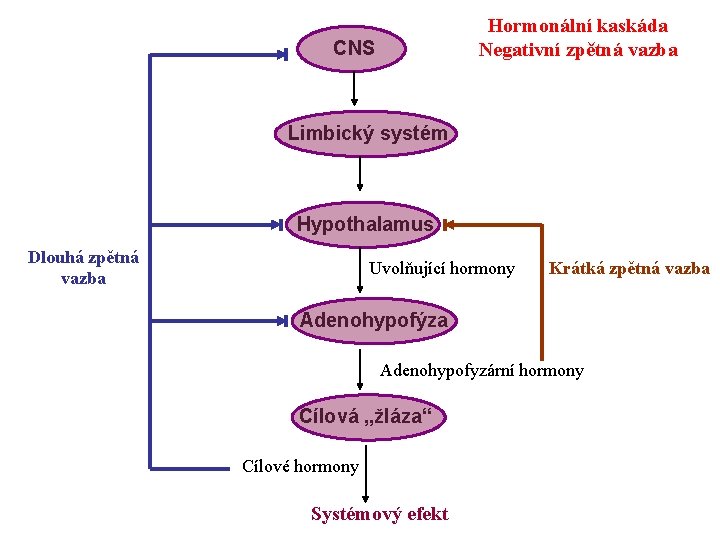 Hormonální kaskáda Negativní zpětná vazba CNS Limbický systém Hypothalamus Dlouhá zpětná vazba Uvolňující hormony