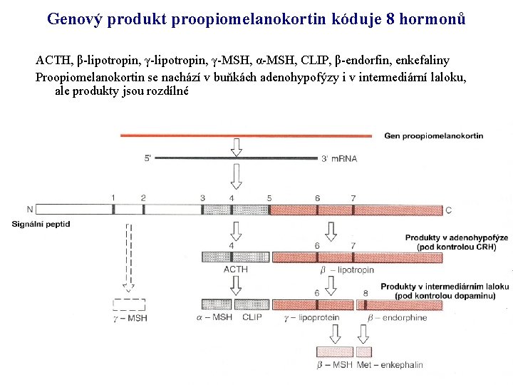 Genový produkt proopiomelanokortin kóduje 8 hormonů ACTH, β-lipotropin, γ-MSH, α-MSH, CLIP, β-endorfin, enkefaliny Proopiomelanokortin