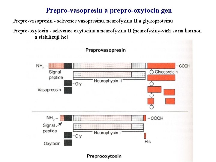 Prepro-vasopresin a prepro-oxytocin gen Prepro-vasopresin - sekvence vasopresinu, neurofysinu II a glykoproteinu Prepro-oxytocin -