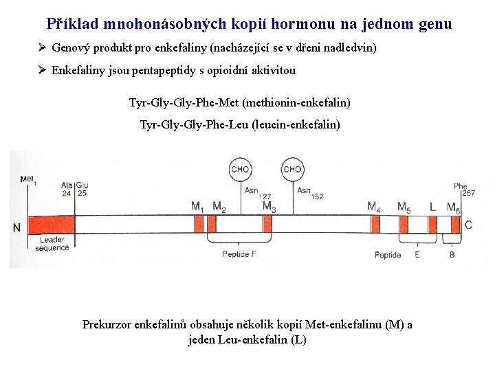 Příklad mnohonásobných kopií hormonu na jednom genu Ø Genový produkt pro enkefaliny (nacházející se