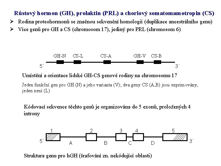 Růstový hormon (GH), prolaktin (PRL) a choriový somatomamotropin (CS) Ø Rodina proteohormonů se značnou