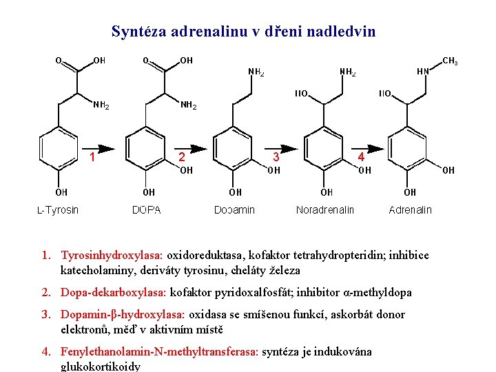 Syntéza adrenalinu v dřeni nadledvin 1 2 3 4 1. Tyrosinhydroxylasa: oxidoreduktasa, kofaktor tetrahydropteridin;