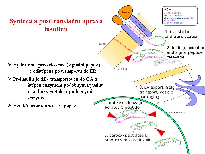 Syntéza a posttranslační úprava insulinu Ø Hydrofobní pre-sekvence (signální peptid) je odštěpena po transportu