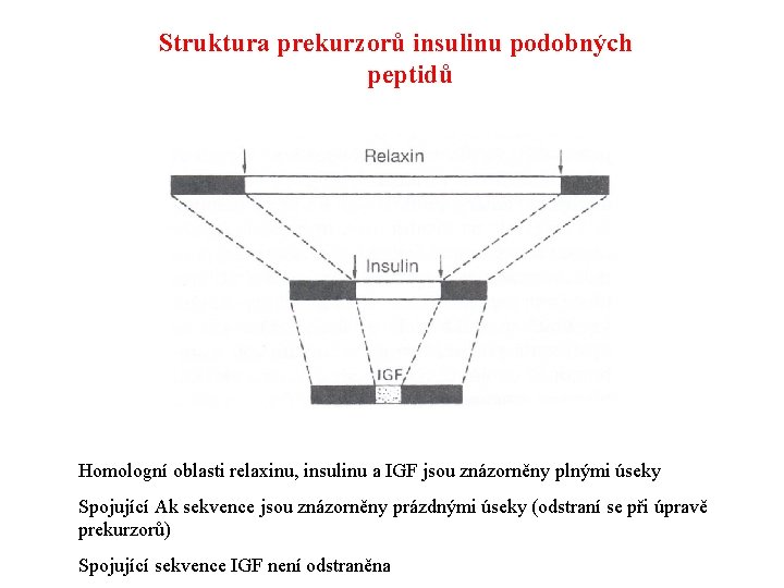 Struktura prekurzorů insulinu podobných peptidů Homologní oblasti relaxinu, insulinu a IGF jsou znázorněny plnými