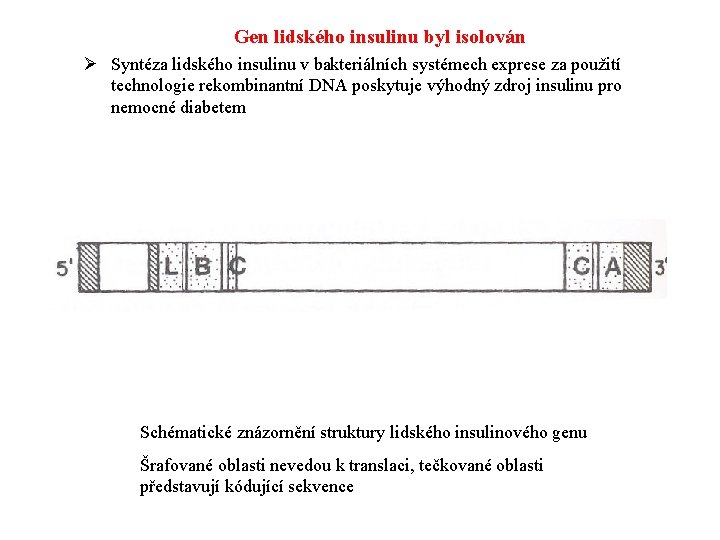 Gen lidského insulinu byl isolován Ø Syntéza lidského insulinu v bakteriálních systémech exprese za