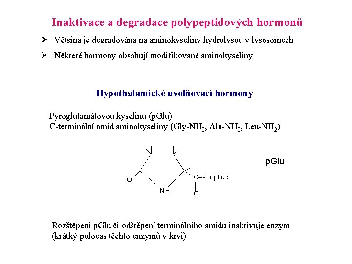 Inaktivace a degradace polypeptidových hormonů Ø Většina je degradována na aminokyseliny hydrolysou v lysosomech
