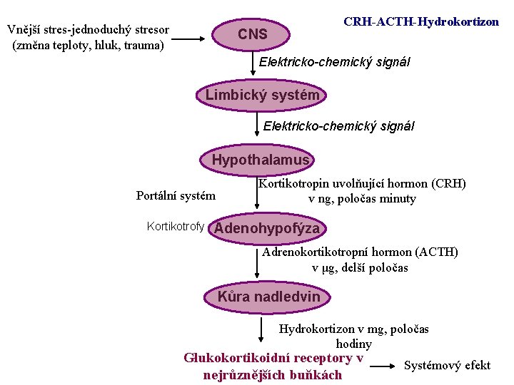 Vnější stres-jednoduchý stresor (změna teploty, hluk, trauma) CRH-ACTH-Hydrokortizon CNS Elektricko-chemický signál Limbický systém Elektricko-chemický