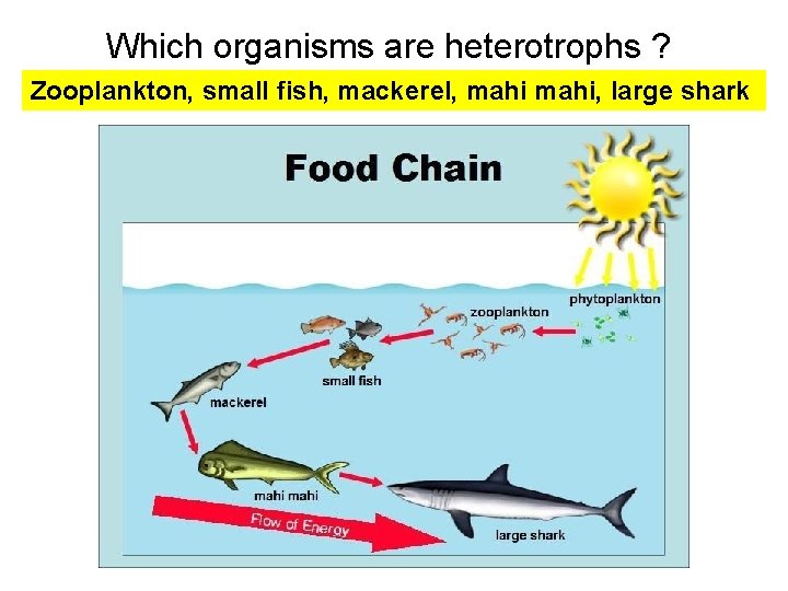 Which organisms are heterotrophs ? Zooplankton, small fish, mackerel, mahi, large shark  Which organisms are heterotrophs ? Zooplankton, small fish, mackerel, mahi, large shark