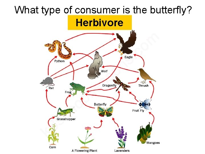 What type of consumer is the butterfly? Herbivore  What type of consumer is the butterfly? Herbivore
