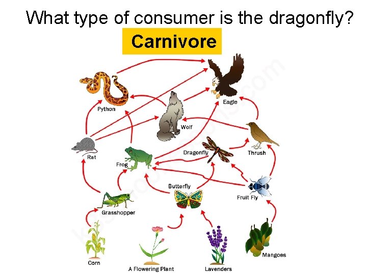 What type of consumer is the dragonfly? Carnivore  What type of consumer is the dragonfly? Carnivore