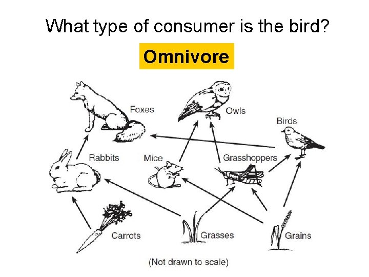 What type of consumer is the bird? Omnivore  What type of consumer is the bird? Omnivore