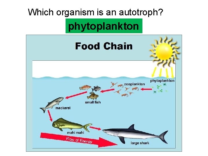 Which organism is an autotroph? phytoplankton  Which organism is an autotroph? phytoplankton
