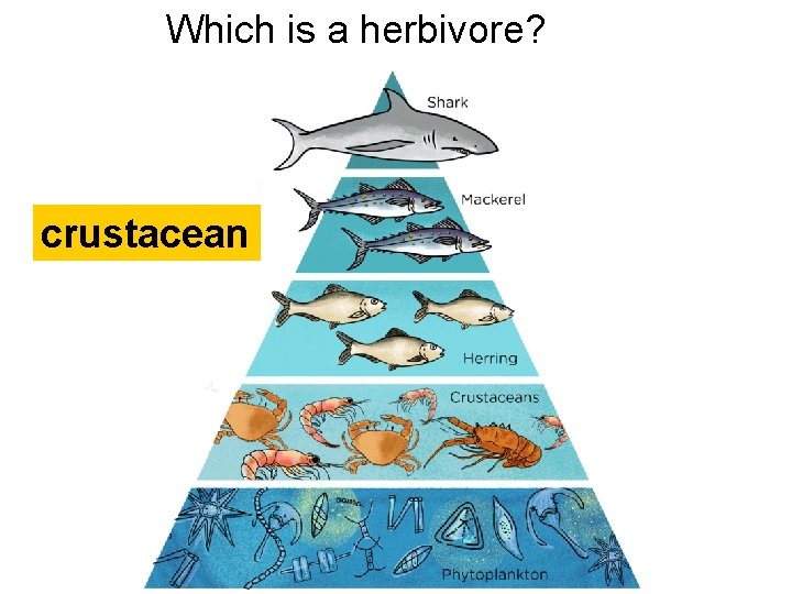Which is a herbivore? crustacean  Which is a herbivore? crustacean