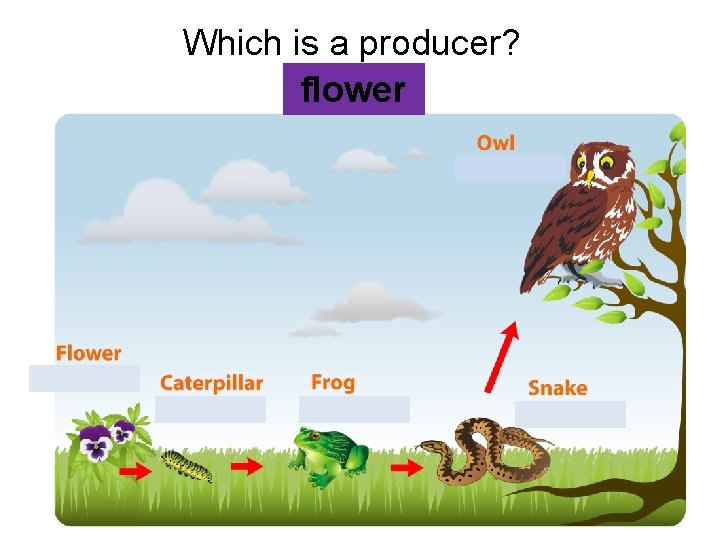 Which is a producer? flower  Which is a producer? flower