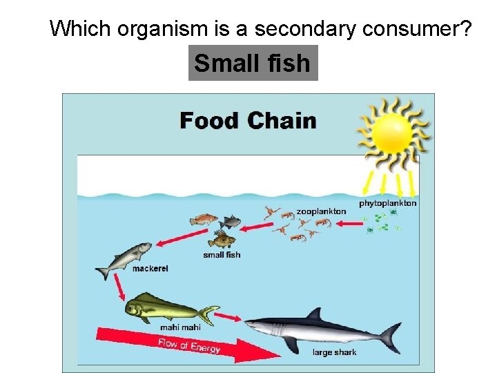 Which organism is a secondary consumer? Small fish  Which organism is a secondary consumer? Small fish