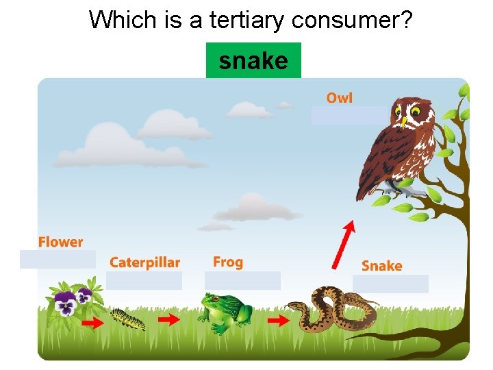 Which is a tertiary consumer? snake  Which is a tertiary consumer? snake