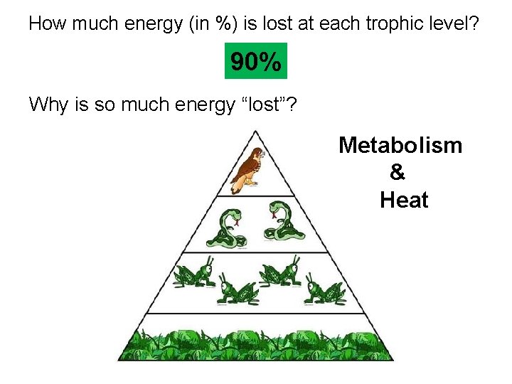How much energy (in %) is lost at each trophic level? 90% Why is How much energy (in %) is lost at each trophic level? 90% Why is