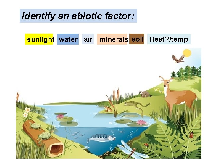 Identify an abiotic factor: sunlight water air minerals soil Heat? /temp  Identify an abiotic factor: sunlight water air minerals soil Heat? /temp