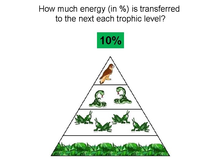 How much energy (in %) is transferred to the next each trophic level? 10% How much energy (in %) is transferred to the next each trophic level? 10%
