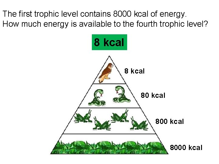 The first trophic level contains 8000 kcal of energy. How much energy is available The first trophic level contains 8000 kcal of energy. How much energy is available