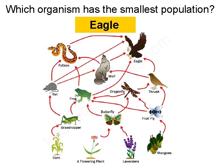 Which organism has the smallest population? Eagle  Which organism has the smallest population? Eagle