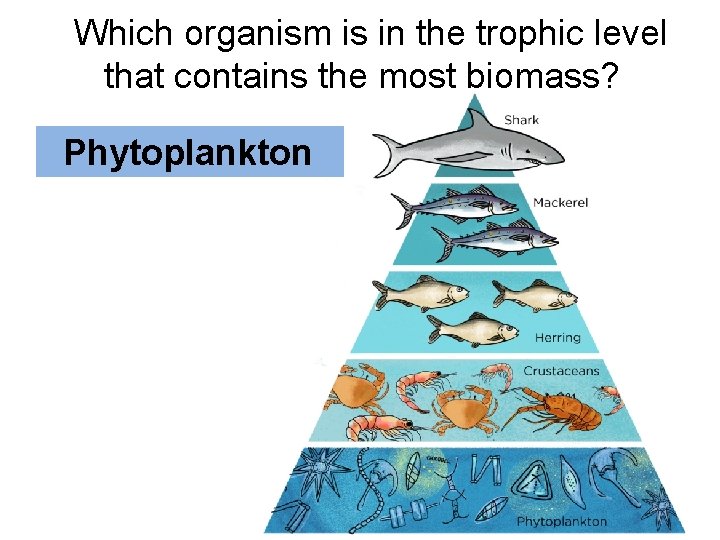 Which organism is in the trophic level that contains the most biomass? Phytoplankton  Which organism is in the trophic level that contains the most biomass? Phytoplankton