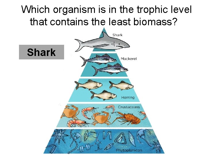 Which organism is in the trophic level that contains the least biomass? Shark  Which organism is in the trophic level that contains the least biomass? Shark