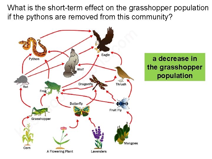 What is the short-term effect on the grasshopper population if the pythons are removed What is the short-term effect on the grasshopper population if the pythons are removed