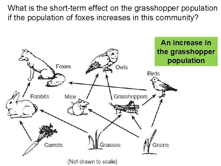 What is the short-term effect on the grasshopper population if the population of foxes What is the short-term effect on the grasshopper population if the population of foxes