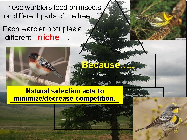 These warblers feed on insects on different parts of the tree. Each warbler occupies These warblers feed on insects on different parts of the tree. Each warbler occupies