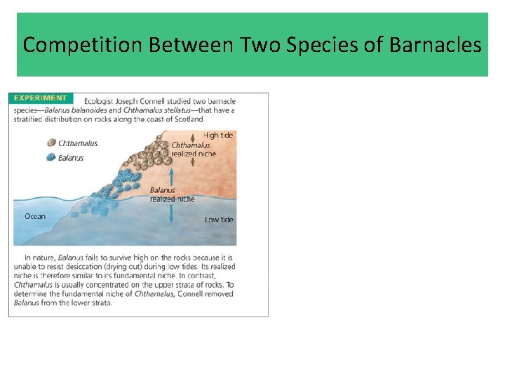 Competition Between Two Species of Barnacles  Competition Between Two Species of Barnacles