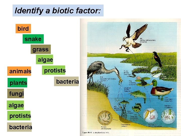 Identify a biotic factor: bird snake grass algae animals plants fungi algae protists bacteria Identify a biotic factor: bird snake grass algae animals plants fungi algae protists bacteria