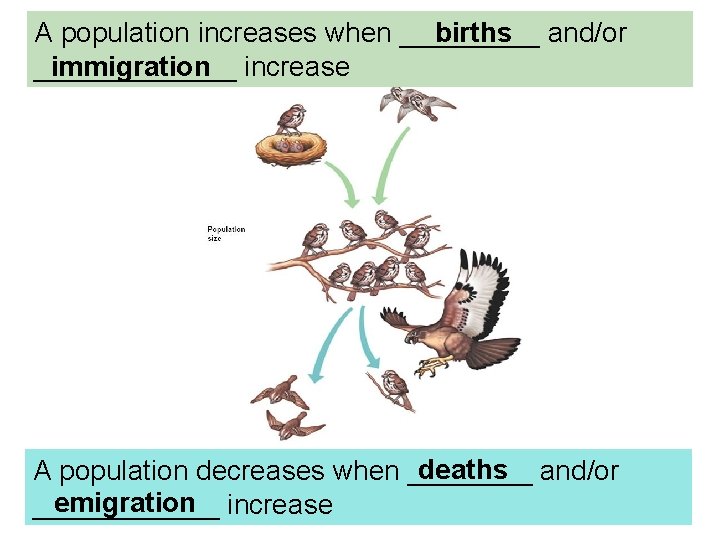 A population increases when _____ births and/or immigration increase _______ deaths and/or A population A population increases when _____ births and/or immigration increase _______ deaths and/or A population