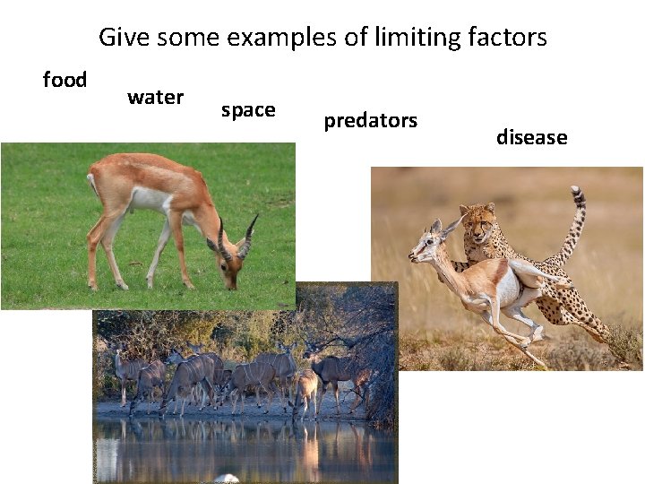 Give some examples of limiting factors food water space predators disease  Give some examples of limiting factors food water space predators disease