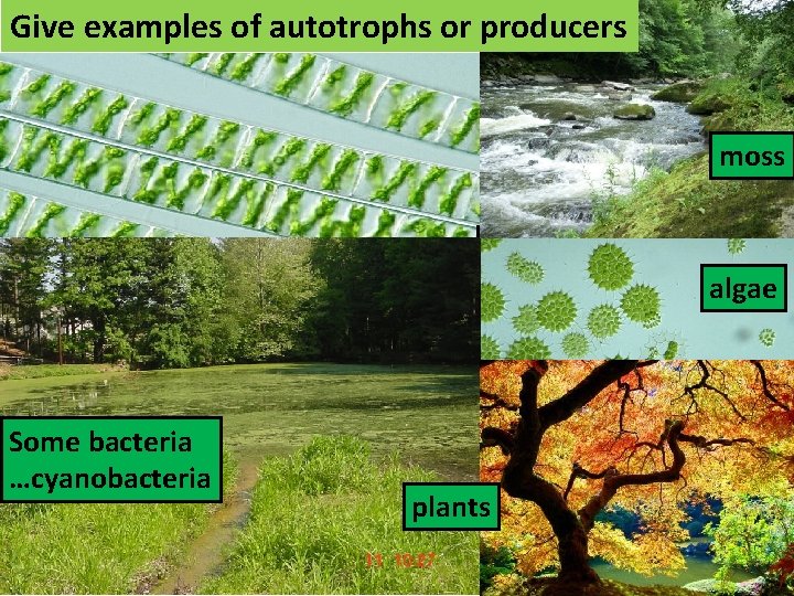 Give examples of autotrophs or producers moss algae Some bacteria …cyanobacteria plants  Give examples of autotrophs or producers moss algae Some bacteria …cyanobacteria plants