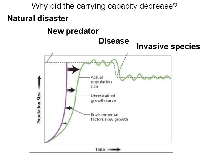 Why did the carrying capacity decrease? Natural disaster New predator Carrying capacity Disease Invasive Why did the carrying capacity decrease? Natural disaster New predator Carrying capacity Disease Invasive