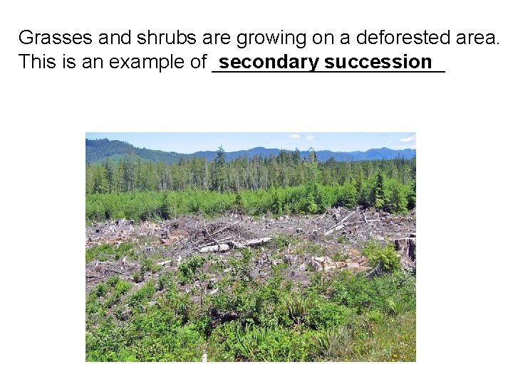 Grasses and shrubs are growing on a deforested area. This is an example of Grasses and shrubs are growing on a deforested area. This is an example of