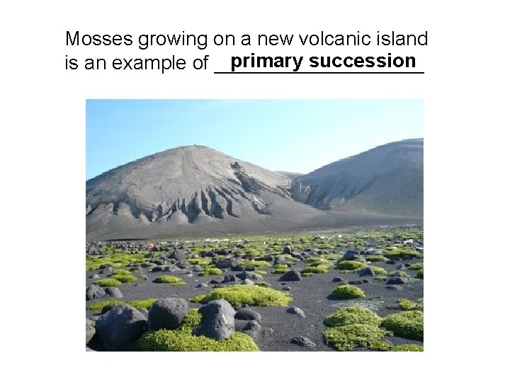Mosses growing on a new volcanic island primary succession is an example of __________ Mosses growing on a new volcanic island primary succession is an example of __________