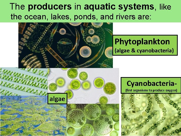 The producers in aquatic systems, like the ocean, lakes, ponds, and rivers are: Phytoplankton The producers in aquatic systems, like the ocean, lakes, ponds, and rivers are: Phytoplankton