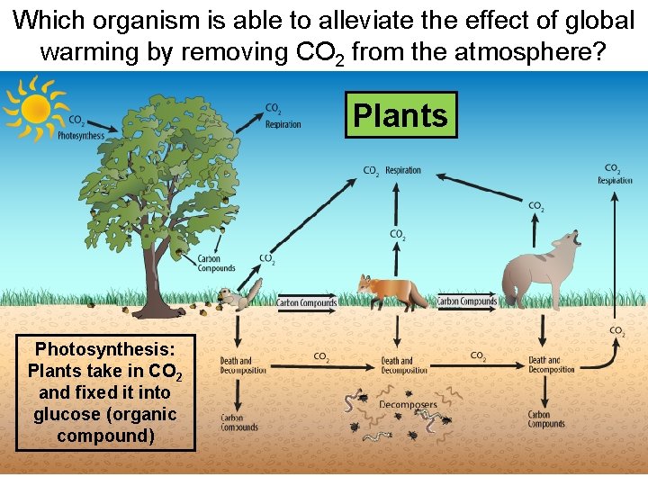 Which organism is able to alleviate the effect of global warming by removing CO Which organism is able to alleviate the effect of global warming by removing CO
