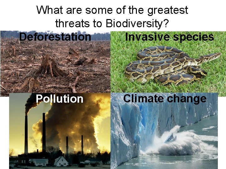 What are some of the greatest threats to Biodiversity? Deforestation Invasive species Pollution Climate What are some of the greatest threats to Biodiversity? Deforestation Invasive species Pollution Climate