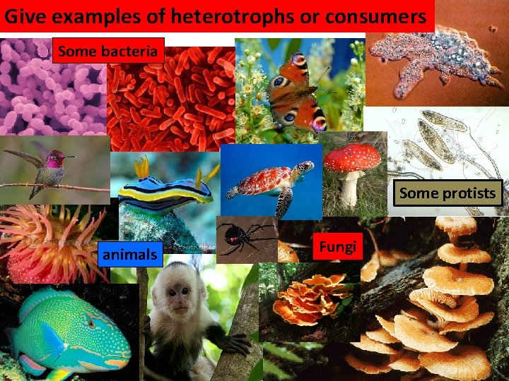 Give examples of heterotrophs or consumers Some bacteria Some protists animals Fungi  Give examples of heterotrophs or consumers Some bacteria Some protists animals Fungi
